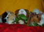 Neben Trockenfutter und Heu fressen Meerschweinchen gerne Gr�nzeug wie L�wenzahn. 
